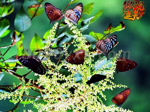 ������������ȹ���